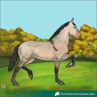 Horse Color:Brown Dun 