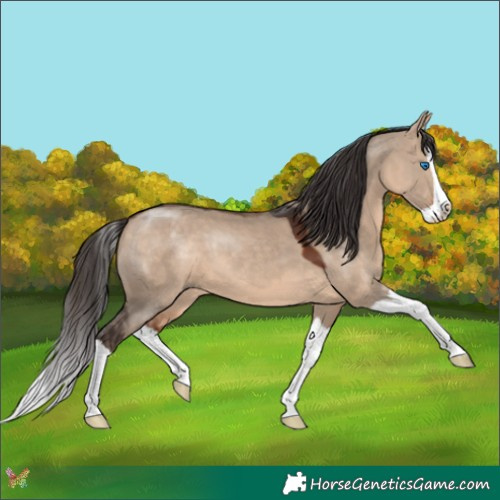 Horse Color:Bay Dun Splash 
