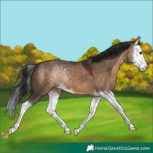 Horse Color:Brown Dun Splash 