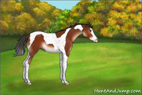 Horse Color:Brown Splash Tobiano 