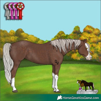 Horse Color:Silver Black Splash 