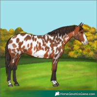 Horse Color:Bay Frame Appaloosa 