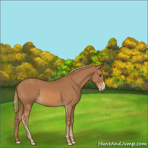 Horse Color:Chestnut 