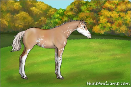 Horse Color:Silver Bay Dun Sabino 