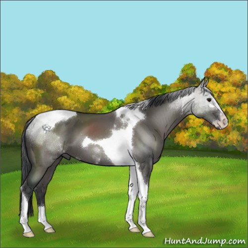 Horse Color:Grullo Sabino Tobiano 