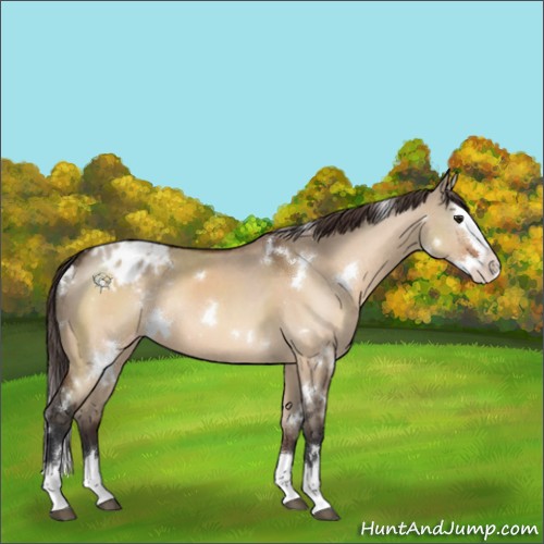 Horse Color:White Spotted Brown Dun Sabino Splash Appaloosa Rabicano 