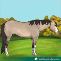 Horse Color:Bay Dun Sabino 