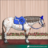 Horse Color:Bay Near Leopard 
