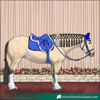 Horse Color:Buckskin Dun Tobiano