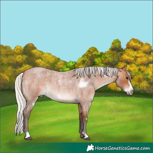 Horse Color:White Spotted Silver Bay Roan Frame Rabicano 