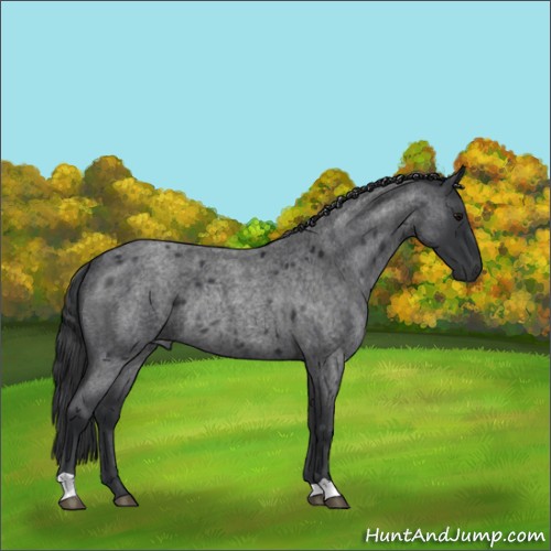 Horse Color:Blue Roan Rabicano 