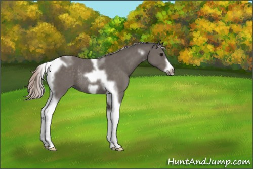 Horse Color:Silver Black Tobiano Frame Rabicano 