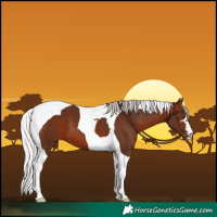 Horse Color:Silver Brown Tobiano 