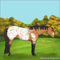 Horse Color:Bay Blanket 