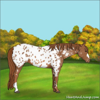 Horse Color:Chestnut Appaloosa 