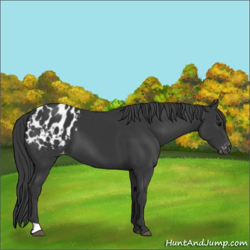 Horse Color:Black Appaloosa
