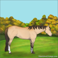 Horse Color:Buckskin 