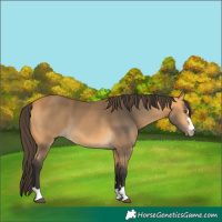 Horse Color:Buckskin 
