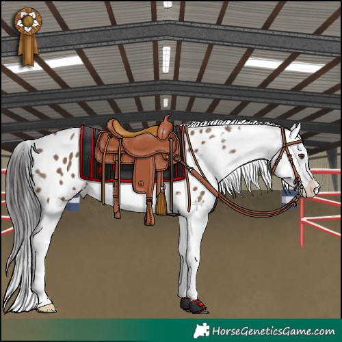 Horse Color:Liver Red Dun Splash Appaloosa 