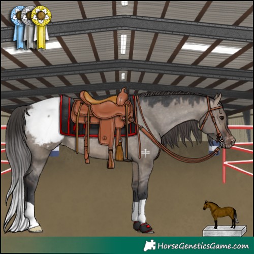 Horse Color:Brown Dun Appaloosa 