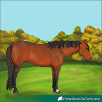Horse Color:Bay 
