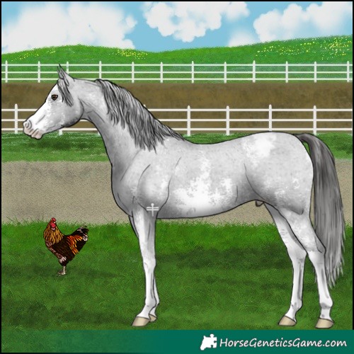 Horse Color:Liver Chestnut Sabino Appaloosa 