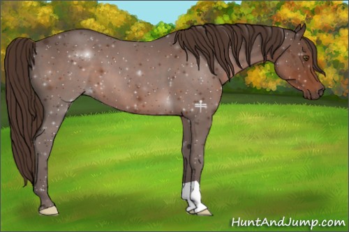 Horse Color:Liver Chestnut 