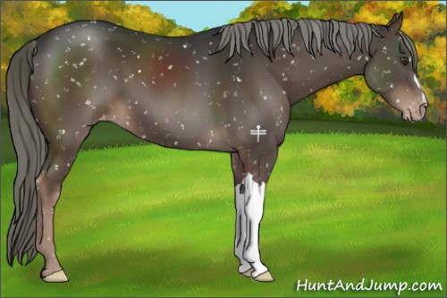 Horse Color:Liver Chestnut Mushroom Snowflake Varnish 