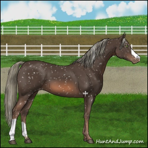 Horse Color:Liver Chestnut Mushroom Snowflake Varnish