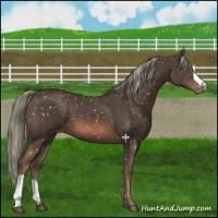 Horse Color:Liver Chestnut Mushroom Snowflake Varnish