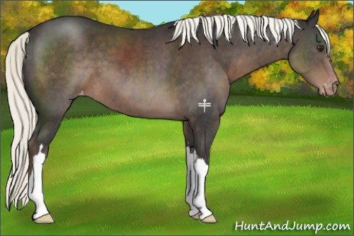 Horse Color:Liver Chestnut Mushroom Appaloosa 