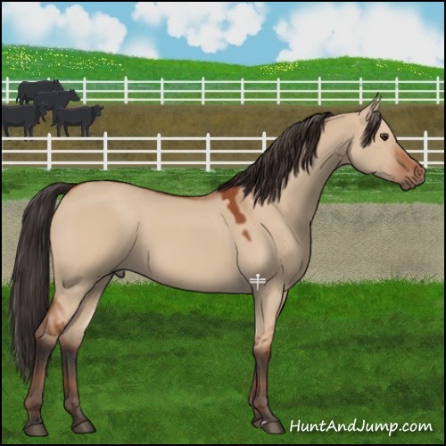 Horse Color:Brown Dun Sabino Rabicano 