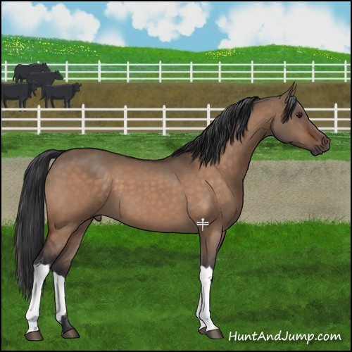 Horse Color:Brown Dun 