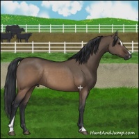 Horse Color:Brown Dun Sabino Rabicano 