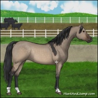 Horse Color:Brown Dun Rabicano 