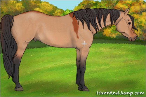 Horse Color:Bay Dun 