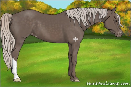 Horse Color:Silver Black Appaloosa 