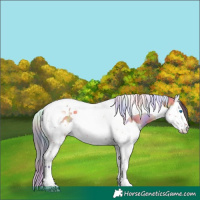 Horse Color:Nacre Bay Dun Splash Tobiano 