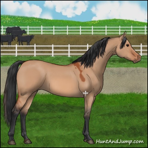 Horse Color:Bay Dun