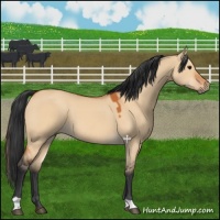 Horse Color:Bay Dun