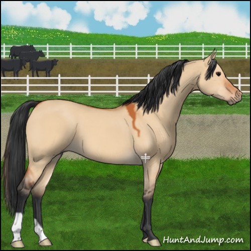 Horse Color:Bay Dun