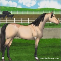 Horse Color:Bay Dun