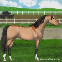 Horse Color:Bay Dun