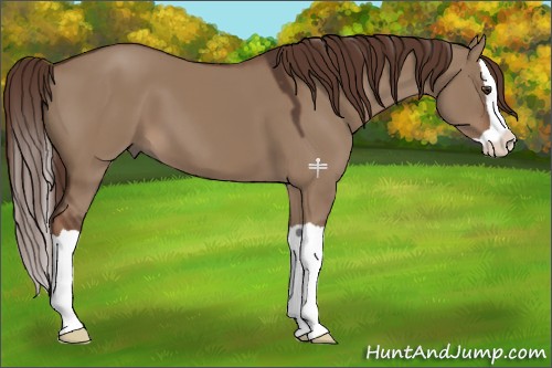 Horse Color:Liver Red Dun Splash 