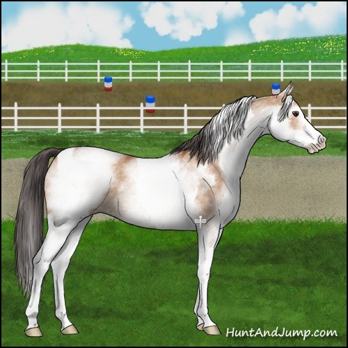 Horse Color:White Spotted Bay Dun Tobiano 