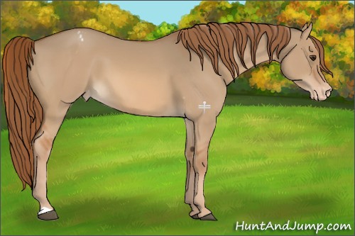 Horse Color:Red Dun Appaloosa 
