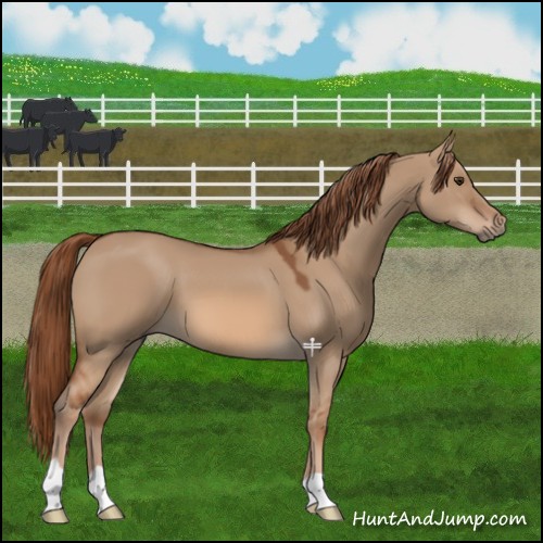 Horse Color:Red Dun 