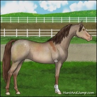 Horse Color:Liver Red Dun Appaloosa 