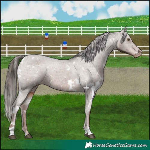 Horse Color:White Spotted Liver Chestnut Varnish 