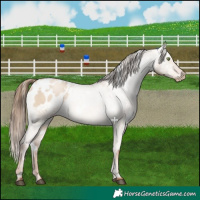 Horse Color:White Spotted Liver Red Dun Pearl Appaloosa 